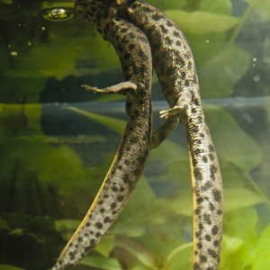 Pleurodeles walti mating