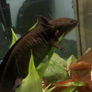 First captured moment of axolotl yoga.