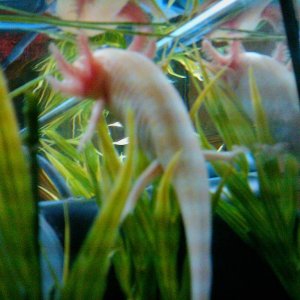 Goldie,
Self proclaimed queen of the tank...

well that and she ate almost everyone else.