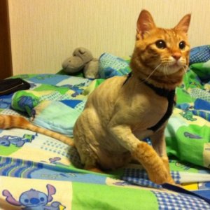 This is my cat Uribo. He's about 7 months in this picture. It stays at 30C for most of August here in Japan, so we shaved him because it was just way 