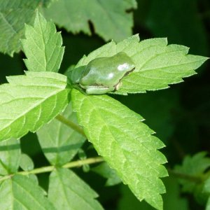 Hyla versicolor