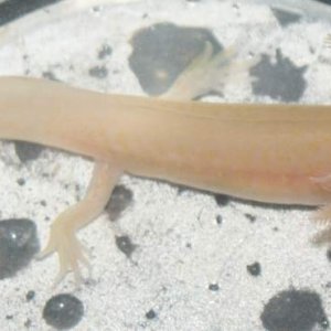 albino