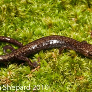 Plethodon nettingi