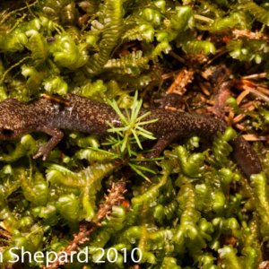 Plethodon nettingi