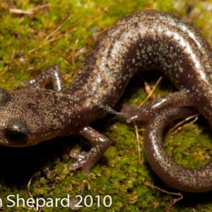 Plethodon neomexicanus
