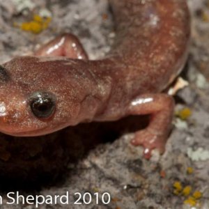 Plethodon neomexicanus