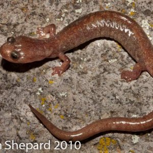 Plethodon neomexicanus