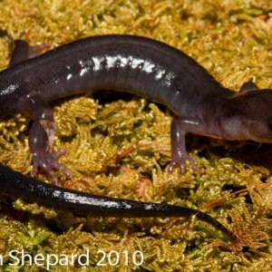 Plethodon montanus, NC.