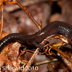Plethodon richmondi, NC.