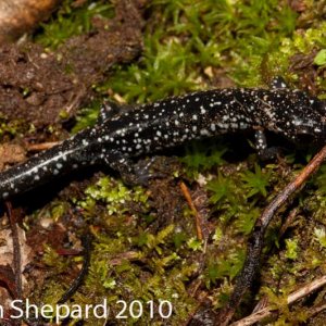 Plethodon glutinosus, NC.