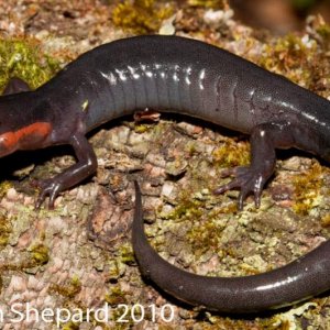 Plethodon jordani, NC.