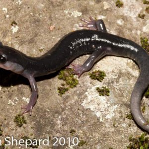 Plethodon amplus, NC.