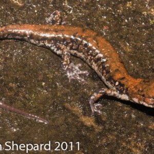 Plethodon petraeus, GA.