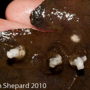 Ambystoma maculatum spermatophores, WV.
