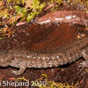Ambystoma texanum, WV.