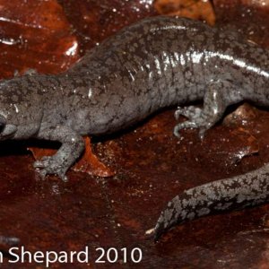 Ambystoma barbouri, WV.
