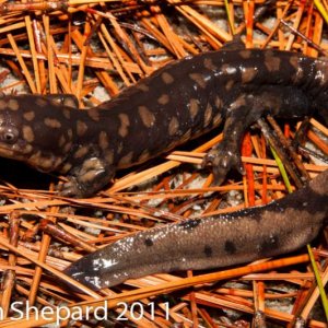 Ambystoma tigrinum, NC.