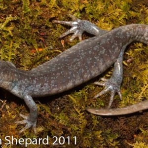 Ambystoma jeffersonianum, WV.