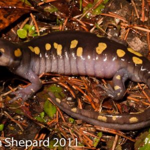 Ambystoma maculatum, WV.