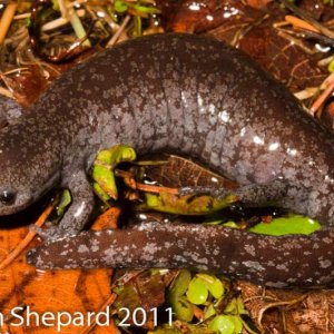 Ambystoma barbouri, WV.