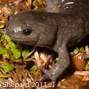 Ambystoma barbouri, WV.