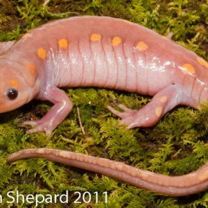 Ambystoma maculatum, WV - amelanistic female, found AOR during rain event.  Collected for potential captive breeding program.