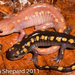 Ambystoma maculatum, WV.  An amelanistic female photographed with a male normal individual - from same locality.