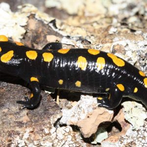 Salamandra infraimmaculata