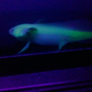 Glowstick on the hunt