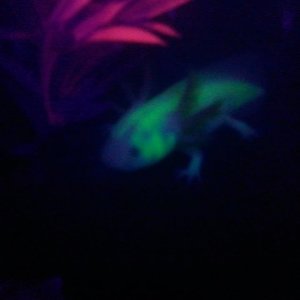 Glowstick on the hunt