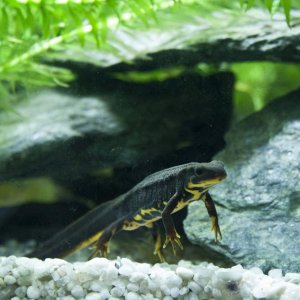 Cynops ensicauda popei