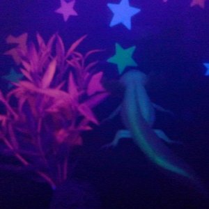 Glowstick on the hunt
