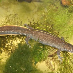 T.carnifex female