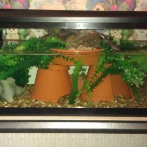 The new 20 g long tank. So happy with the way it turned out.