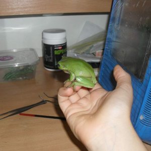 green tree frog, Litoria caerulea