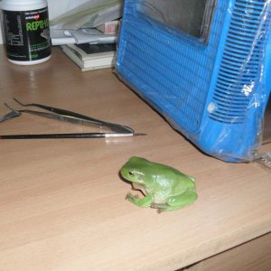 green tree frog, Litoria caerulea