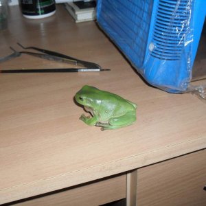 green tree frog, Litoria caerulea