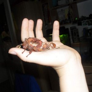 leafy, My pet stick insect, Extatosoma tiaratum