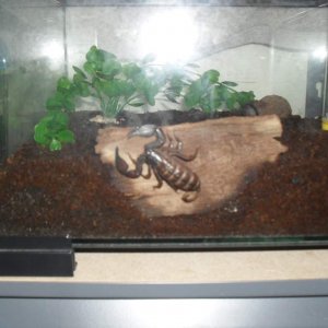 rainforest scorpion,Liocheles sp