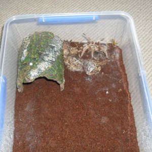 Australian Tarantula, Selenocosmia sp,