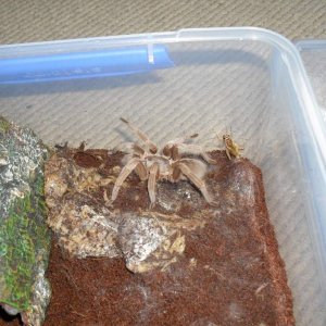 Australian Tarantula, Selenocosmia sp