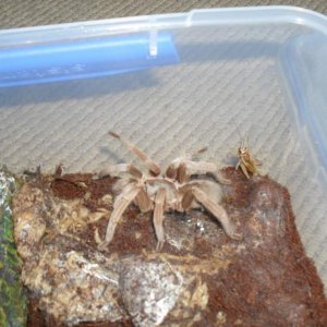 Australian Tarantula, Selenocosmia sp
