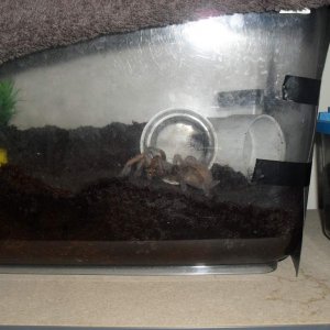 Australian Tarantula, Selenocosmia sp