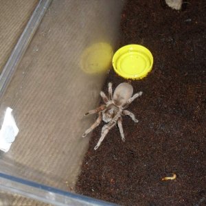 Australian Tarantula, Selenocosmia sp