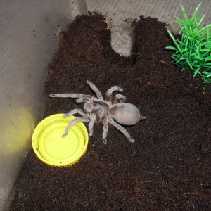 Australian Tarantula, Selenocosmia sp