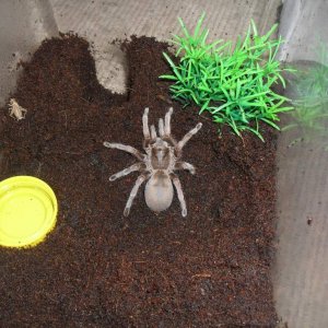 Australian Tarantula, Selenocosmia sp