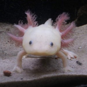 Hampalill is the curious one.