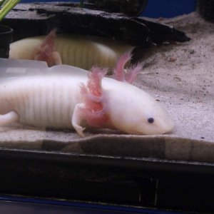 Hampalill is easy to distinguish due to her notched back and freckles on her hed. Bombadill is the shy and hidey axie.