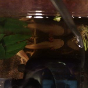 Hiding. This is where Bombadill spent her first 2 hours. It was really cute. Hampalill went up to her and nudged her several times, as if she wanted h