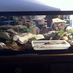 Xeriscape on the cheap!